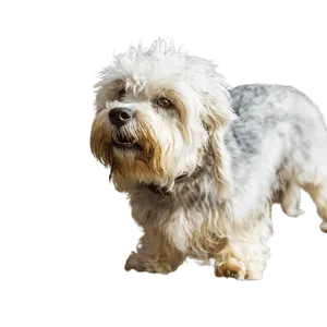 Dandie Dinmont Terrier