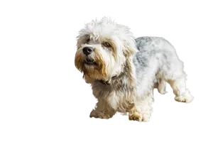 Dandie Dinmont Terrier