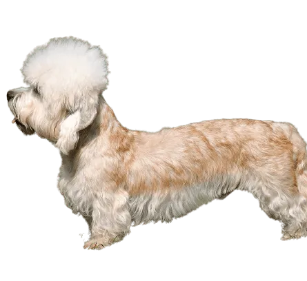 Dandie Dinmont Terrier