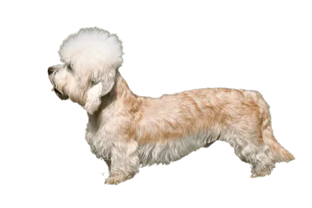 Dandie Dinmont Terrier