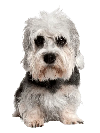 Dandie Dinmont Terrier