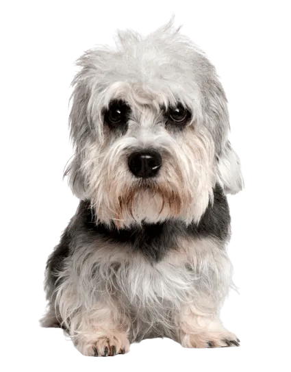 Dandie Dinmont Terrier