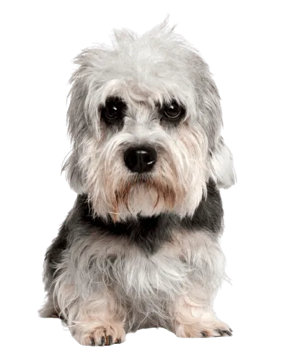 Dandie Dinmont Terrier
