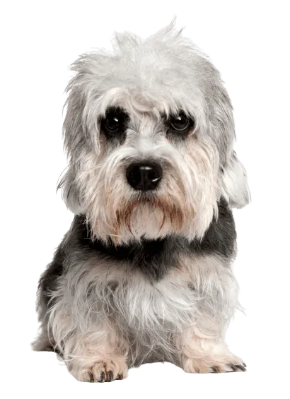 Dandie Dinmont Terrier
