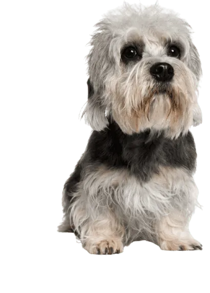 Dandie Dinmont Terrier