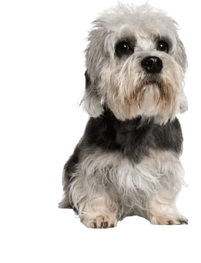 Dandie Dinmont Terrier