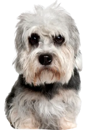 Dandie Dinmont Terrier