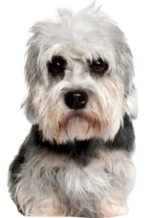 Dandie Dinmont Terrier