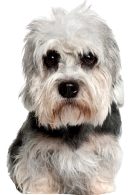 Dandie Dinmont Terrier