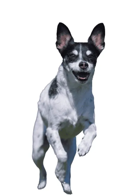 Dansk-Svensk Gårdshund