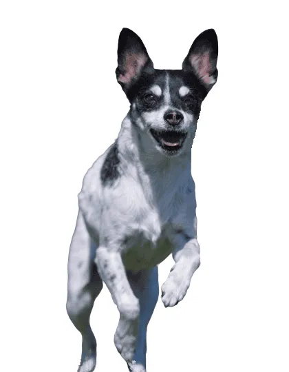Dansk-Svensk Gårdshund