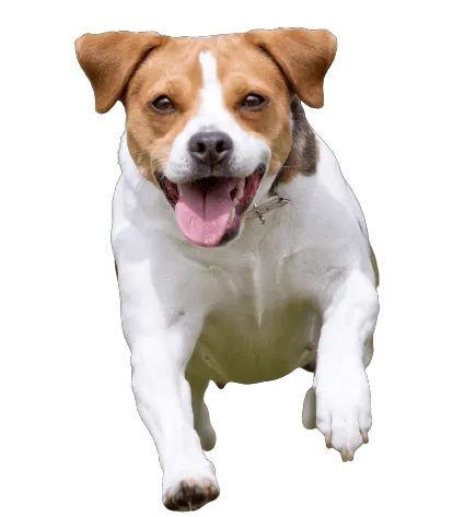 Dansk-Svensk Gårdshund