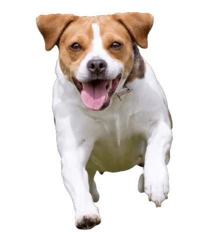 Dansk-Svensk Gårdshund