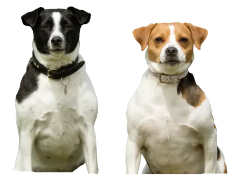 Dansk-Svensk Gårdshund