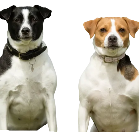 Dansk-Svensk Gårdshund