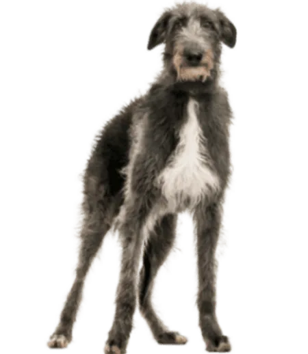 Deerhound