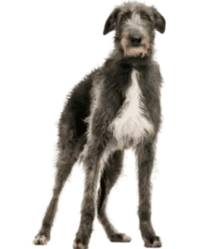 Deerhound