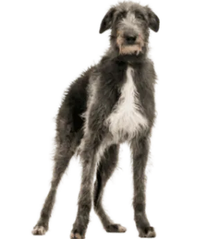 Deerhound