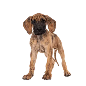 Deutsche Dogge