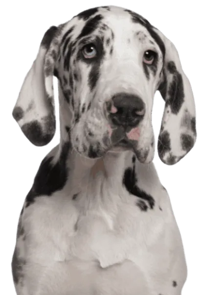 Deutsche Dogge