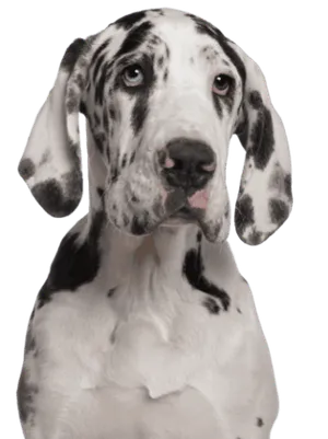 Deutsche Dogge