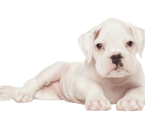 Deutscher Boxer (6)