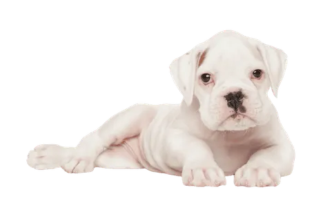 Deutscher Boxer (6)