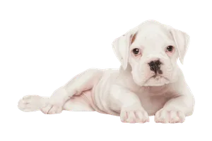 Deutscher Boxer (6)