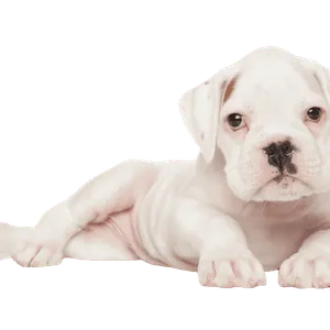 Deutscher Boxer (6)