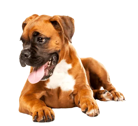 Deutscher Boxer (5)