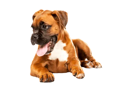 Deutscher Boxer (5)