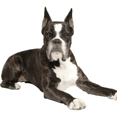 Deutscher Boxer (2)