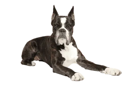 Deutscher Boxer (2)