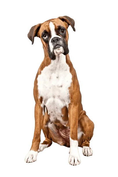 Deutscher Boxer (3)