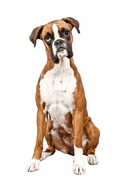 Deutscher Boxer (3)