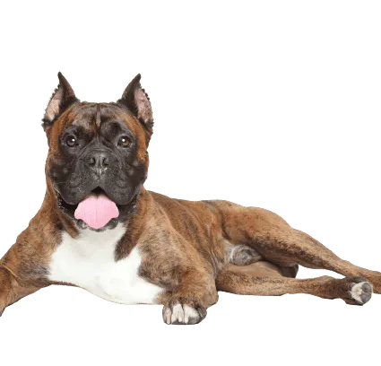 Deutscher Boxer (4)