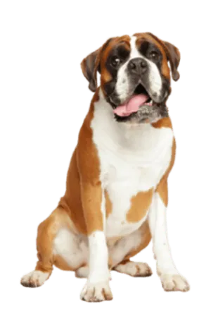 Deutscher Boxer