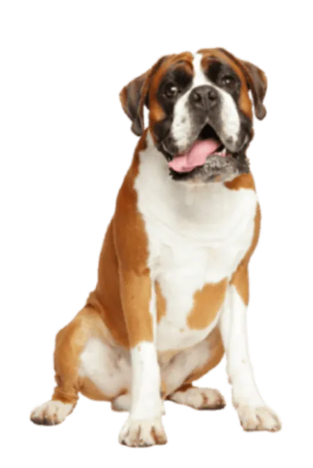Deutscher Boxer