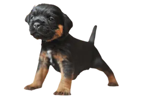 Deutscher Jagdterrier (6)