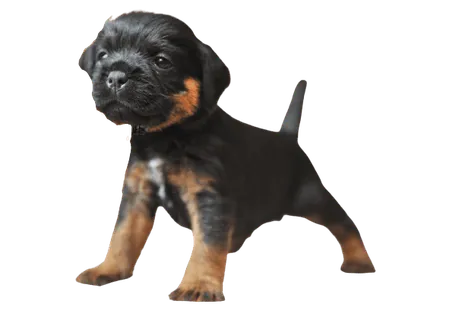 Deutscher Jagdterrier (6)