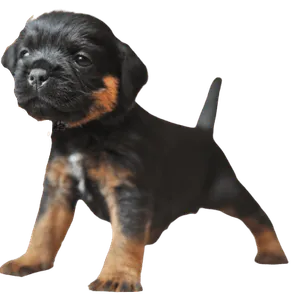 Deutscher Jagdterrier (6)
