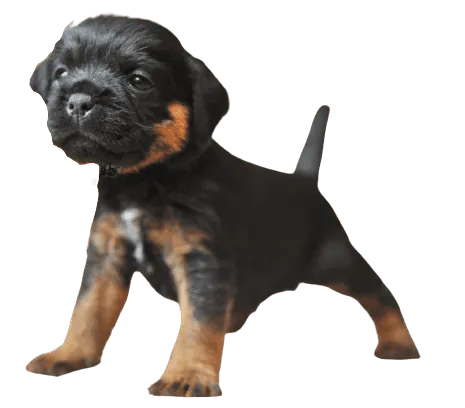 Deutscher Jagdterrier (6)