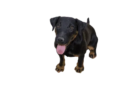 Deutscher Jagdterrier (5)