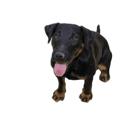 Deutscher Jagdterrier (5)