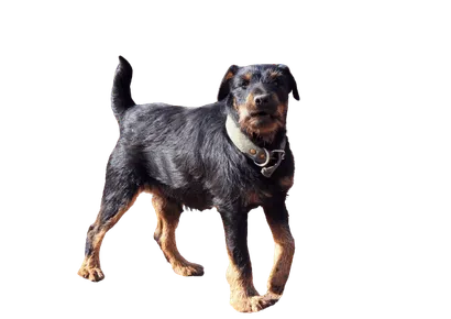 Deutscher Jagdterrier (4)