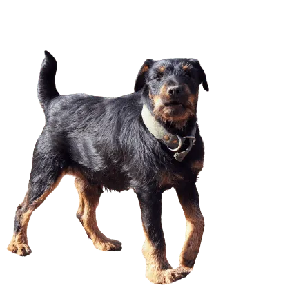 Deutscher Jagdterrier (4)