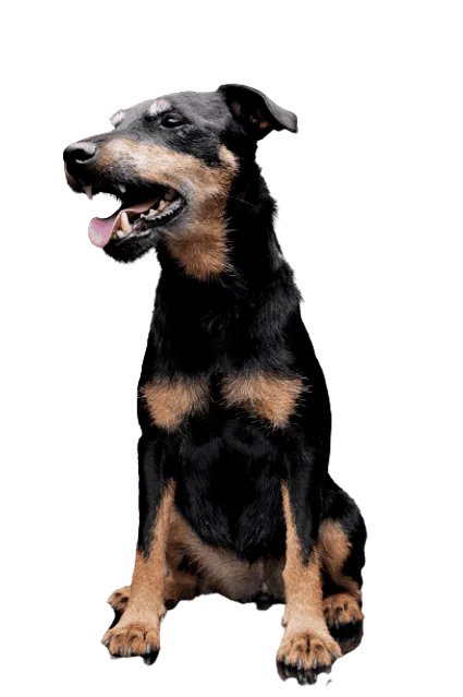 Deutscher Jagdterrier (3)