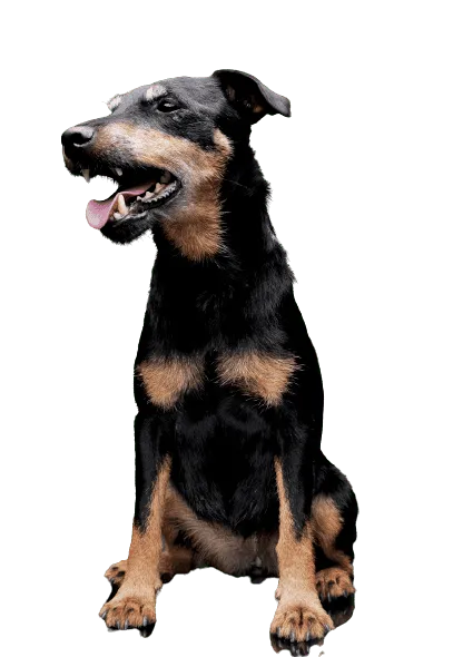 Deutscher Jagdterrier (3)