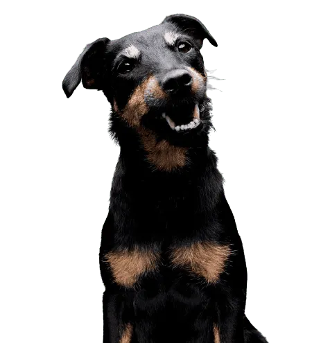 Deutscher Jagdterrier