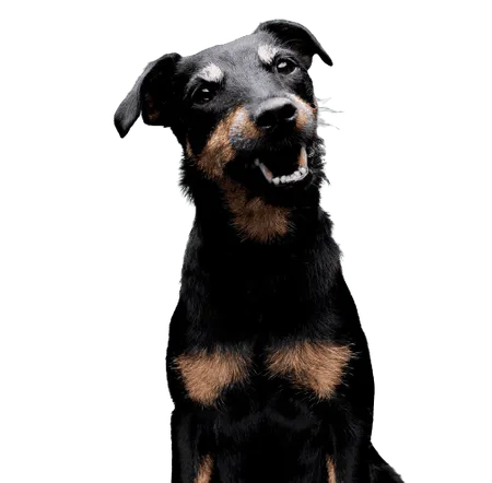 Deutscher Jagdterrier